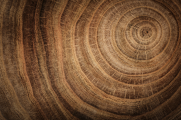 photo d'une coupe de tron d'arbre ancien